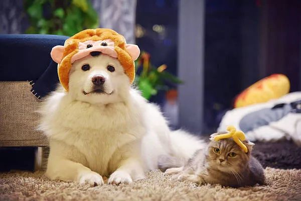 過(guò)年啦，家里的貓貓狗狗你是怎么安排的呢？快來(lái)看看