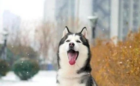 狗狗愛(ài)叫怎么辦？這六招，教給你