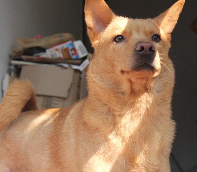 不要隨便打狗狗，否則后果會(huì)很嚴(yán)重