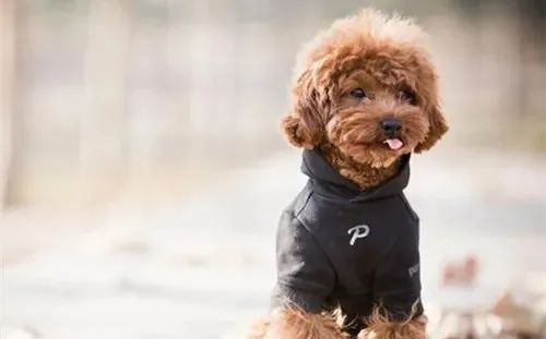 養(yǎng)狗，這些“低級錯誤”千萬不能犯！