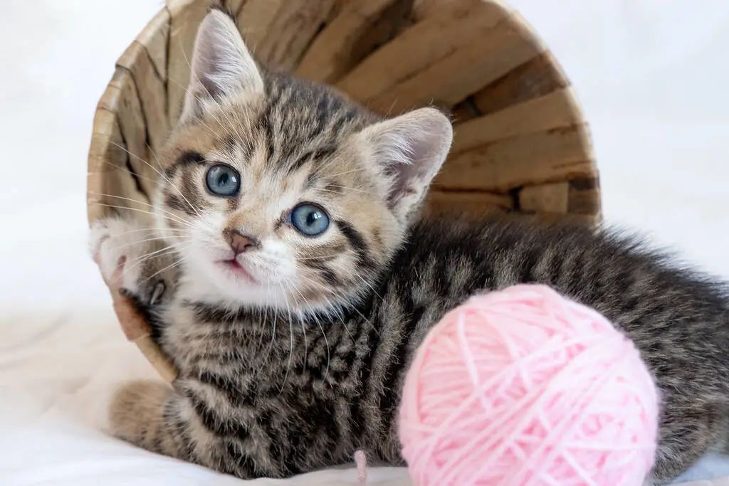 公貓和母貓的區(qū)別，你知道幾個(gè)？