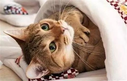 說(shuō)出來(lái)你可能不信，貓咪過(guò)冬其實(shí)也有“南北差異”