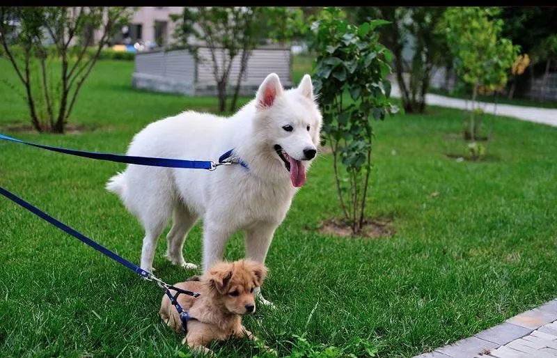 為什么有的狗狗喜歡挖坑？