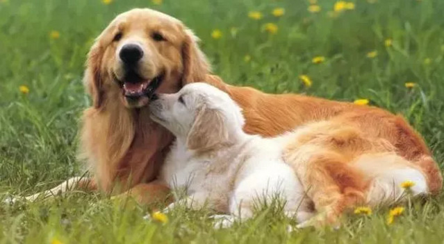 春季貓狗毛發(fā)滿天飛，如果是病理性掉毛，鏟屎官們要注意了！