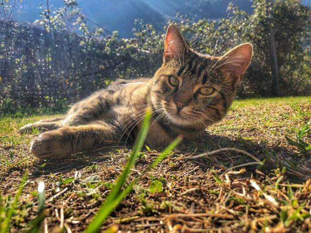 貓咪在春天容易感冒，平時(shí)應(yīng)該注意什么呢？