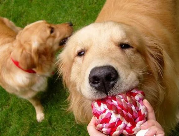 人生樂(lè)趣，從養(yǎng)一只金毛犬開(kāi)始吧