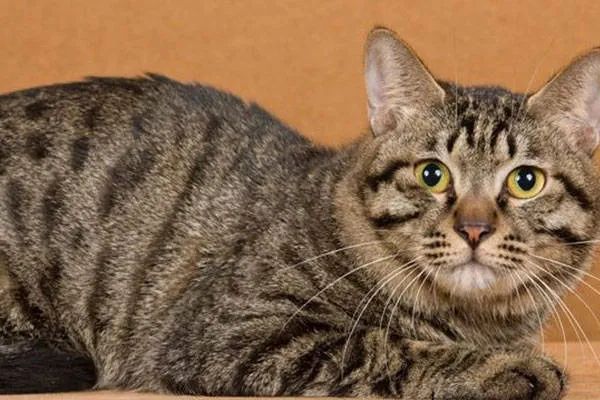今天我們來(lái)盤點(diǎn)一下五種熱門的寵物貓，來(lái)看看你家的貓咪上榜了嗎？
