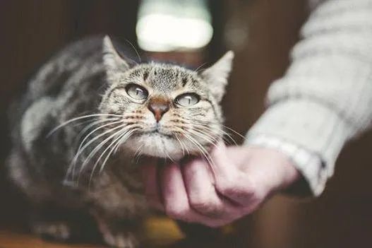 元旦丨新的一年，寵愛有加